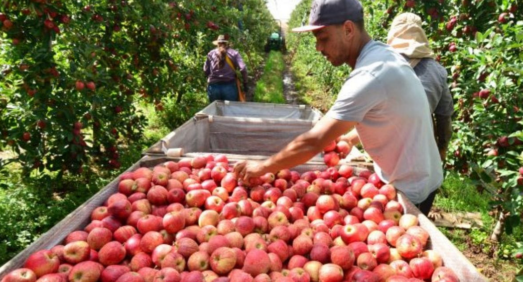 Safra de maçã deve crescer 28% em SC, projeta Epagri