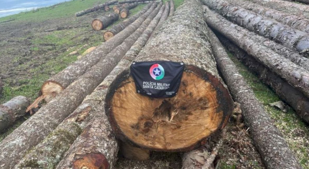 Corte ilegal de espécie ameaçada de extinção é flagrado em área de recuperação em SC