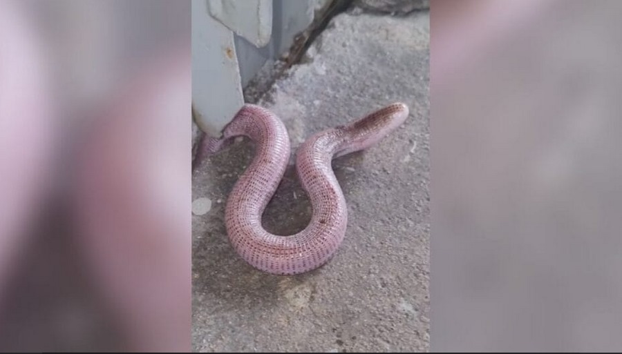 Funcionários fazem buraco para resgatar cobra-de-duas-cabeças em Jaraguá do Sul