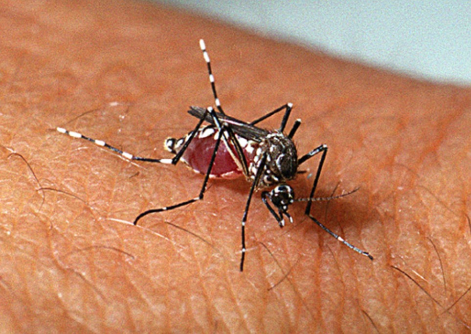 SC tem redução de 92% em casos de dengue, mas Ministério da Saúde mantém o alerta