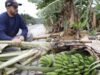 Ventos de quase 100 km/h causam destruição e prejuízo de até 70% em plantações de Garuva