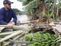 Ventos de quase 100 km/h causam destruição e prejuízo de até 70% em plantações de Garuva