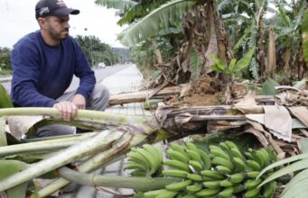 Ventos de quase 100 km/h causam destruição e prejuízo de até 70% em plantações de Garuva