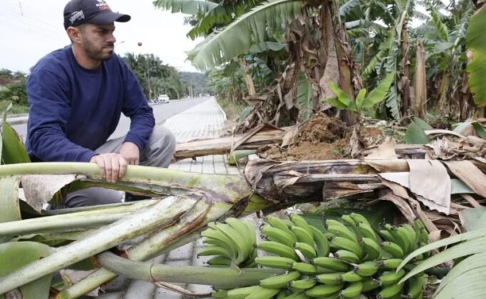 Ventos de quase 100 km/h causam destruição e prejuízo de até 70% em plantações de Garuva