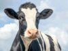 Raiva avança em animais de produção e Santa Catarina já soma 27 casos em 2026