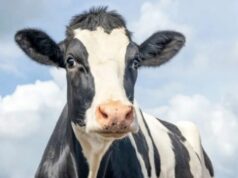 Raiva avança em animais de produção e Santa Catarina já soma 27 casos em 2026