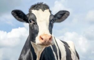 Raiva avança em animais de produção e Santa Catarina já soma 27 casos em 2026
