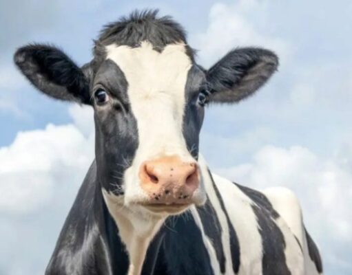 Raiva avança em animais de produção e Santa Catarina já soma 27 casos em 2026