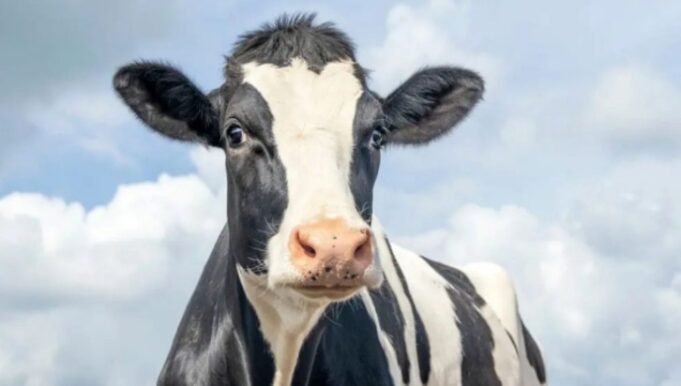 Raiva avança em animais de produção e Santa Catarina já soma 27 casos em 2026