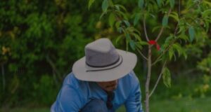 Ilhota abre inscrições para o programa “Adote uma Área Verde” com 24 espaços públicos disponíveis