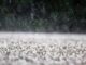 Chuva intensa e risco de tempo severo atingem todas as regiões catarinenses até sábado
