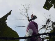 Homem é resgatado ileso após queda de parapente em área de difícil acesso no Morro Azul, em Timbó
