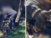 Câmera flagra morador matando filhotes de cão a golpes de facão no Norte de SC
