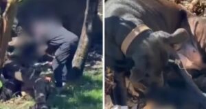 Câmera flagra morador matando filhotes de cão a golpes de facão no Norte de SC