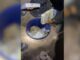 Drogas no galinheiro: mais de 100 quilos de maconha e cocaína são encontrados pela polícia em sítio de SC