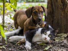 Blumenau planeja instalar câmeras em locais conhecidos por abandono de animais