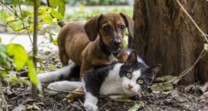 Blumenau planeja instalar câmeras em locais conhecidos por abandono de animais