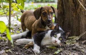 Blumenau planeja instalar câmeras em locais conhecidos por abandono de animais