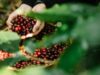Exportações de café batem recorde histórico em agosto com alta de 31%