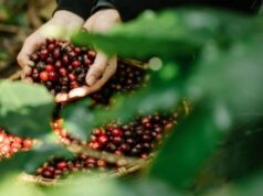 Exportações de café batem recorde histórico em agosto com alta de 31%