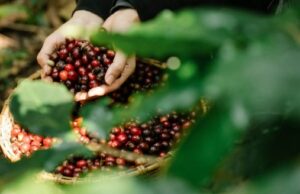 Exportações de café batem recorde histórico em agosto com alta de 31%