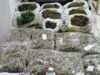 Homem é preso após polícia encontrar estufa com cerca de 200 plantas de cannabis em Florianópolis