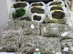 Homem é preso após polícia encontrar estufa com cerca de 200 plantas de cannabis em Florianópolis