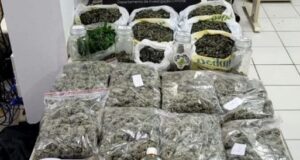 Homem é preso após polícia encontrar estufa com cerca de 200 plantas de cannabis em Florianópolis