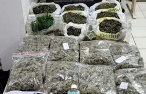 Homem é preso após polícia encontrar estufa com cerca de 200 plantas de cannabis em Florianópolis