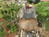 Ponte de 61 metros desaba com veículo em cima e deixa duas pessoas feridas em Canelinha