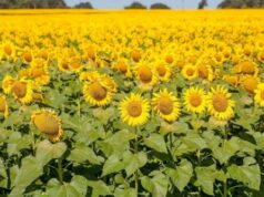 Primavera começa nesta semana com forte influência do El Niño