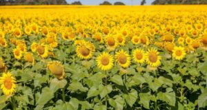 Primavera começa nesta semana com forte influência do El Niño