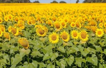 Primavera começa nesta semana com forte influência do El Niño