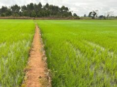 Agricultura de Santa Catarina cresce 8% e se destaca em 20 culturas no país