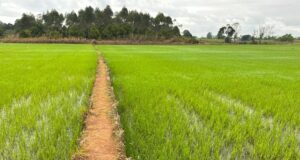 Agricultura de Santa Catarina cresce 8% e se destaca em 20 culturas no país