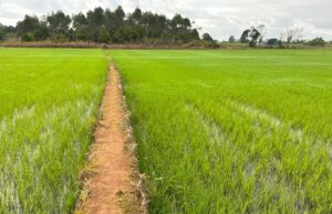 Agricultura de Santa Catarina cresce 8% e se destaca em 20 culturas no país
