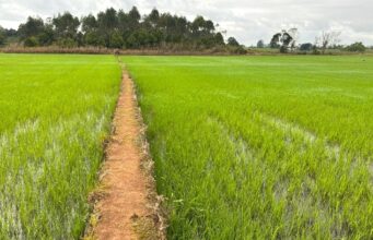 Agricultura de Santa Catarina cresce 8% e se destaca em 20 culturas no país