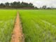 Agricultura de Santa Catarina cresce 8% e se destaca em 20 culturas no país