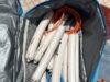 Polícia apreende dez explosivos e drogas durante atendimento de violência doméstica em Criciúma