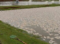 Piscicultor no Paraná perde 450 mil peixes após falhas na rede elétrica; prejuízo chega a R$ 2,5 milhões