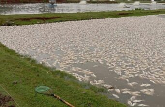 Piscicultor no Paraná perde 450 mil peixes após falhas na rede elétrica; prejuízo chega a R$ 2,5 milhões
