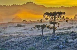 Massa de ar frio e ciclone extratropical derrubam temperaturas e trazem risco de geada a Santa Catarina