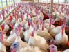 Ministério da Agricultura confirma foco da doença de Newcastle em granja de perus em Santa Catarina