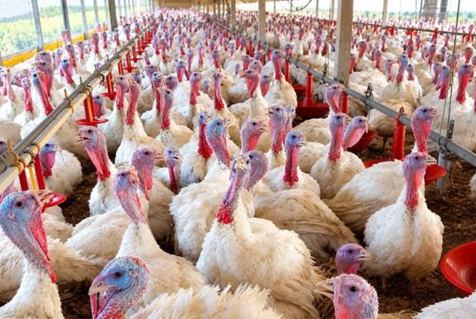 Ministério da Agricultura confirma foco da doença de Newcastle em granja de perus em Santa Catarina