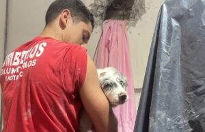 Bombeiros voluntários de realizam resgate emocionante de cachorro após quatro horas de trabalho intenso em ilhota